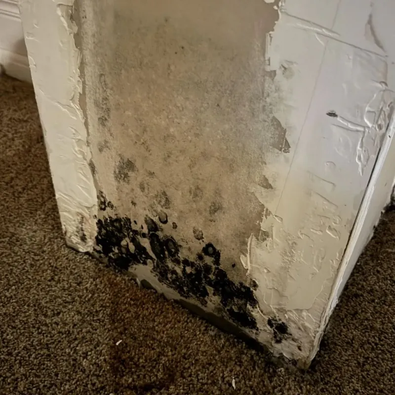 Professional Mold Removal in Cross Plains, WI